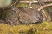 White-browed Scrubwren, Cradle Mountain, Tasmania, Australia, February 2006 - click for larger image