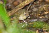 Atherton Scrubwren, Daintree, Queensland, Australia, November 2010 - click for larger image