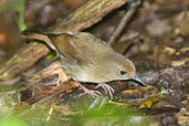 Atherton Scrubwren, Daintree, Queensland, Australia, November 2010 - click for larger image