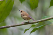 Large-billed Scrubwren, Paluma, Queensland, Australia, December 2010 - click for larger image