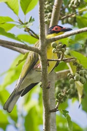 Male Australasian Figbird, Cairns, Queensland, Australia, November 2010 - click for larger image