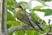 Male Australasian Figbird, Cairns, Queensland, Australia, November 2010 - click for larger image