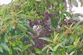 Female Australasian Figbird feeding young on nest, Paluma, Queensland, Australia, December 2010 - click for larger image