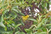 Male Australasian Figbird on nest, Paluma, Queensland, Australia, December 2010 - click for larger image