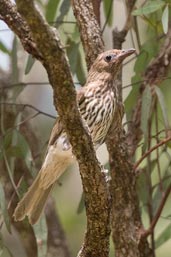 Female Australasian Figbird, Paluma, Queensland, Australia, December 2010 - click for larger image