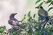 Male and female Australasian Figbird, Adelaide River, Northern Territory, Australia, October 2013 - click for larger image