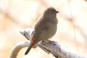 Immature Beautiful Firetail, Spreyton Arboretum, Tasmania, Australia, February 2006 - click for larger image