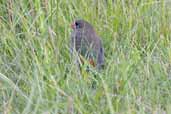 Beautiful Firetail, Barren Lands N.P., NSW, Australia, March 2006 - click for larger image