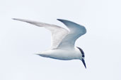 Little Tern, Micahelmas Key, Queensland, Australia, November 2010 - click for larger image