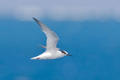 Little Tern, Micahelmas Key, Queensland, Australia, November 2010 - click for larger image