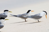Lesser Crested Tern, Michaelmas Key, Queensland, Australia, November 2010 - click for larger image