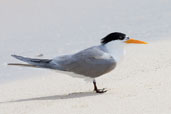 Lesser Crested Tern, Michaelmas Key, Queensland, Australia, November 2010 - click for larger image