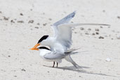 Lesser Crested Tern, Michaelmas Key, Queensland, Australia, November 2010 - click for larger image