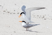 Lesser Crested Tern, Michaelmas Key, Queensland, Australia, November 2010 - click for larger image