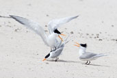 Lesser Crested Tern, Michaelmas Key, Queensland, Australia, November 2010 - click for larger image