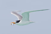 Lesser Crested Tern, Michaelmas Key, Queensland, Australia, November 2010 - click for larger image