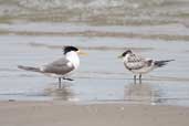 Crested Tern, Dover, Tasmania, Australia, February 2006 - click for larger image