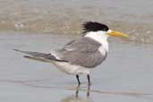 Crested Tern, Dover, Tasmania, Australia, February 2006 - click for larger image