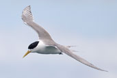 Crested Tern, Maria Island, Tasmania, Australia, February 2006 - click for larger image