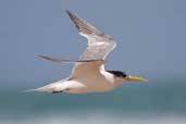 Crested Tern, Lakes Entrance, Victoria, Australia, April 2006 - click for larger image
