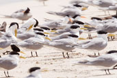 Crested Tern, Michaelmas Key, Queensland, Australia, November 2010 - click for larger image