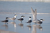 Crested Tern, Cheynes Beach, Western Australia, October 2013 - click for larger image
