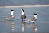 Crested Tern, Cheynes Beach, Western Australia, October 2013 - click for larger image