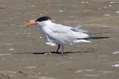 Caspian Tern in breeding plumage, The Coorong, SA, Australia, March 2006 - click on image for a larger view