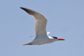 Caspian Tern in non-breeding plumage, The Coorong, SA, Australia, March 2006 - click on image for a larger view