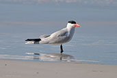 Caspian Tern, Cheynes Beach, Western Australia, October 2013 - click on image for a larger view