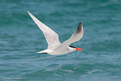 Caspian Tern, Cheynes Beach, Western Australia, October 2013 - click on image for a larger view