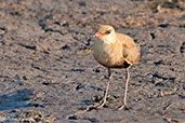 Australian Pratincole, Kakadu, Northern Territory, Australia, October 2013 - click on image for a larger view