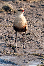 Australian Pratincole, Kakadu, Northern Territory, Australia, October 2013 - click on image for a larger view