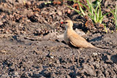 Australian Pratincole, Kakadu, Northern Territory, Australia, October 2013 - click on image for a larger view