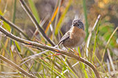 Female Southern Emu-wren, Cheynes Beach, Wetsern Australia, October 2013 - click on image for a larger view