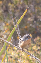 Female Southern Emu-wren, Cheynes Beach, Wetsern Australia, October 2013 - click on image for a larger view
