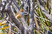 Male Southern Emu-wren, Cheynes Beach, Wetsern Australia, October 2013 - click on image for a larger view
