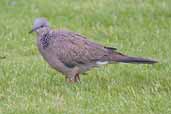 Spotted Turtle-dove, Melbourne, Victoria, Australia, January 2006 - click for larger image