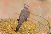 Spotted Turtle-dove, Port Elliot, SA, Australia, March 2006 - click for larger image