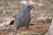 Apostlebird, Mildura, Victoria, Australia, February 2006 - click for larger image