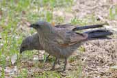 Apostlebird, Mildura, Victoria, Australia, February 2006 - click for larger image