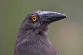 Black Currawong, Tahune Airwalk, Tasmania, Australia, January 2006 - click for larger image