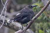 Black Currawong, Cradle Mountain, Tasmania, Australia, February 2006 - click for larger image