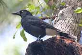 Pied Currawong, Murramarang N. P., NSW, Australia, March 2006 - click for larger image