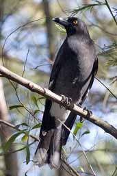 Pied Currawong, Mallacoota, Victoria, Australia, April 2006 - click for larger image