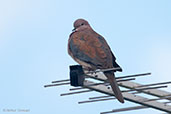 Laughing Dove, Perth, Western Australia, October 2013 - click for larger image