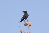 Grey Currawong, The Coorong, SA, Australia, February 2006 - click for larger image