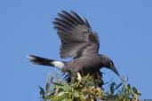 Grey Currawong, The Coorong, SA, Australia, February 2006 - click for larger image