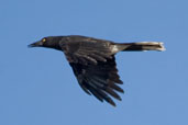 Grey Currawong, The Coorong, SA, Australia, February 2006 - click for larger image