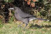 Grey Currawong, Wilson's Promontory, Victoria, Australia, April 2006 - click for larger image